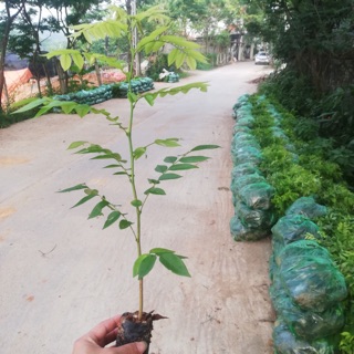 Combo 10 cây sưa đỏ giống