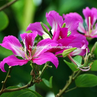 HẠT GIỐNG HOA BAN TÍM (BAN TÂY BẮC)