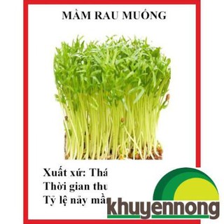 30 gram Hạt giống mầm rau muống