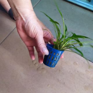 Cây thủy sinh Tiêu Thảo mũi tên