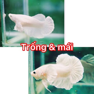 BETTA DUMBO WHIET ( 1 cặp trống và mái )