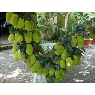 Cây giống mít ruột đỏ
