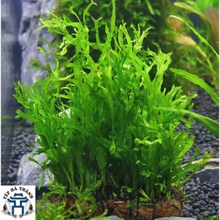 Cây Dương Xỉ sừng hươu