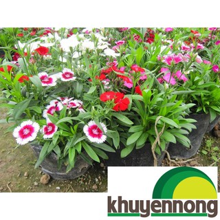100 hạt giống hoa cẩm chướng đơn
