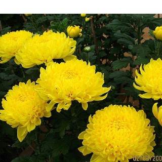 Hạt giống hoa cúc đại đóa vàng - 1 gói 50 hạt - DC