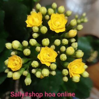 Cây con giống sống đời nhiều màu