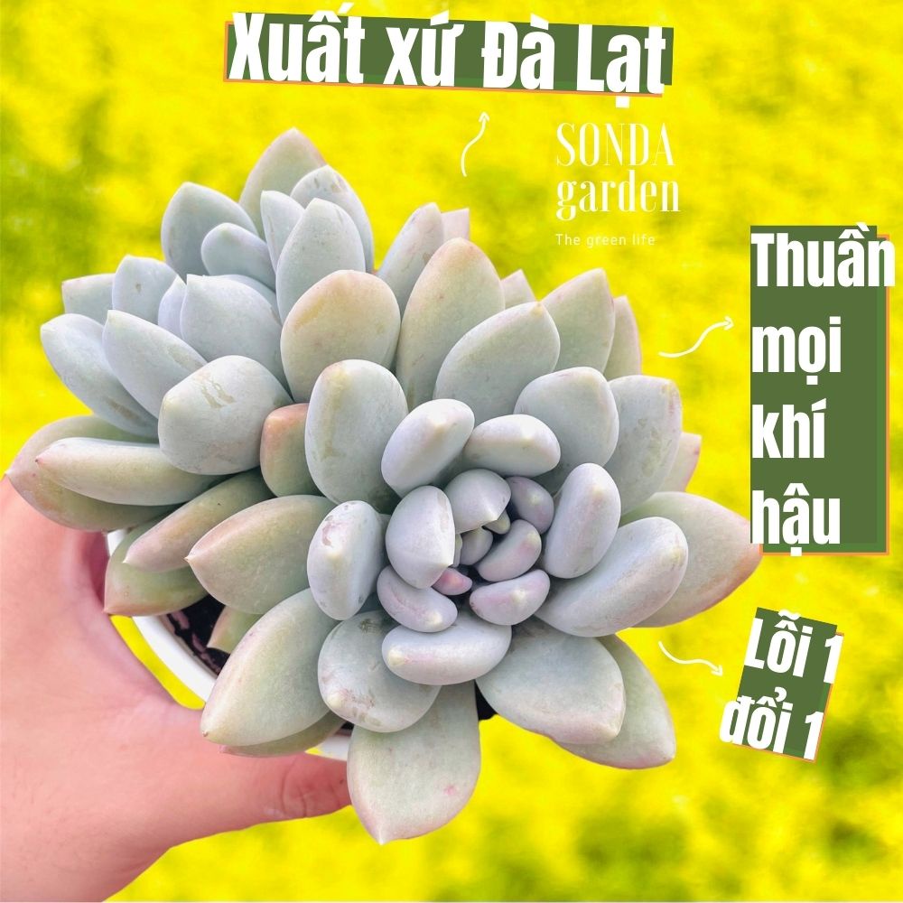 Sen đá sỏi xám SONDA GARDEN size trung bình 10cm, cây cảnh trang trí nhà cửa, lỗi 1 đổi 1