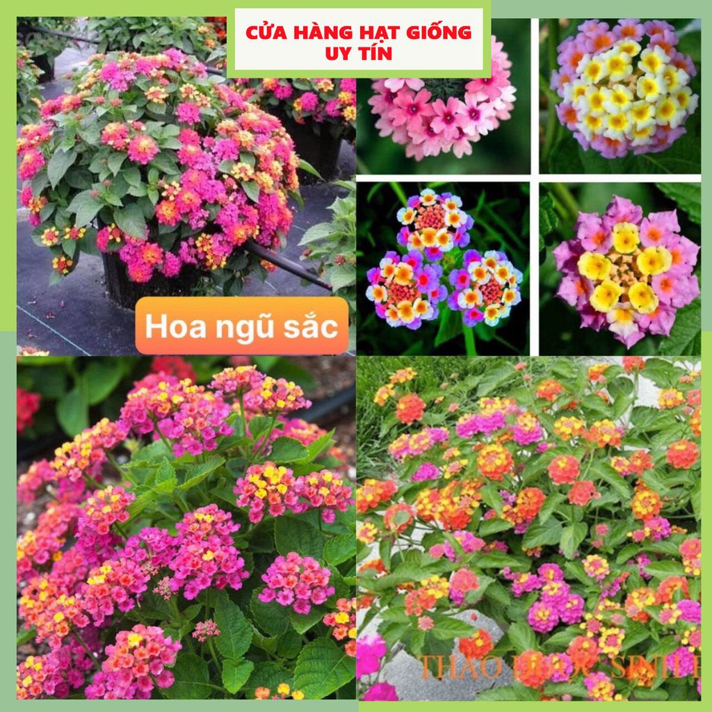 Hạt Giống Hoa Ngũ Sắc F1 loại dễ trồng năng suất cao chống sâu bệnh [Gói 100gram,200gram,500gram]