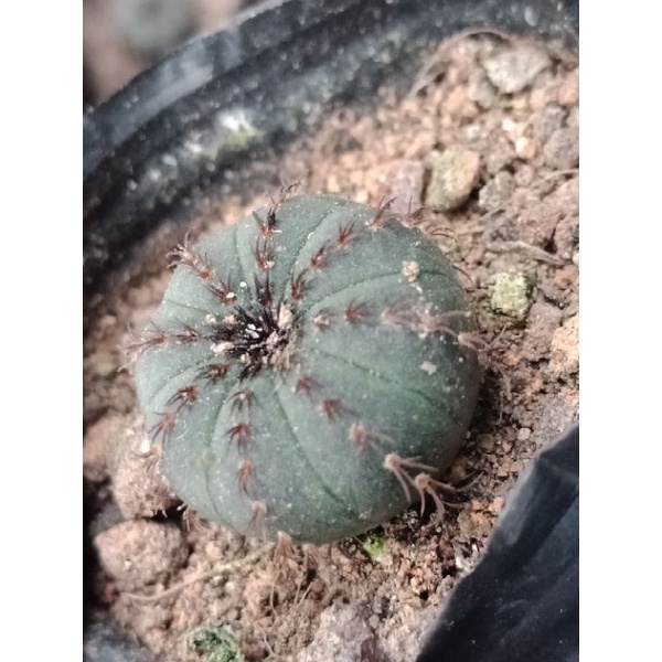 CÂY XƯƠNG RỒNG CHUỘT HÀNG HẠT