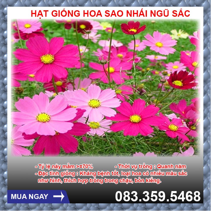 100g Hạt giống hoa Sao Nhái Ngũ Sắc - Hoa nở đều và đẹp