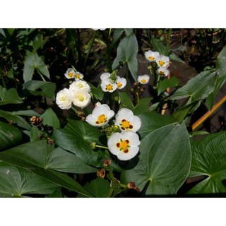 Cây Bách Thủy Tiên Đốm.combo 10cây 100k.