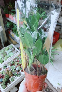 Kim Tiền Thái