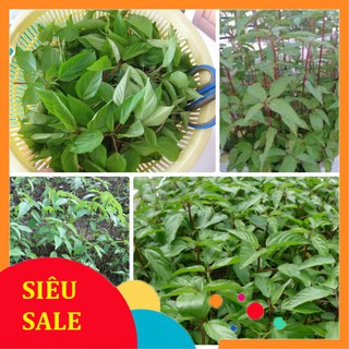 10g Hạt giống Rau Đay đỏ