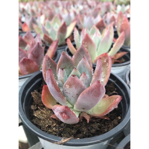 Sen đá bạch đế loại vừa😍😍