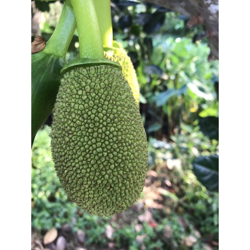 Trái mít non. 15k/kg