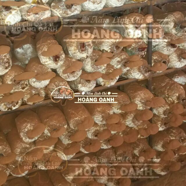 Nấm Linh Chi Đỏ còn nguyên bào tử 500g - Hồng Chi Đà Lạt | BigBuy360 - bigbuy360.vn