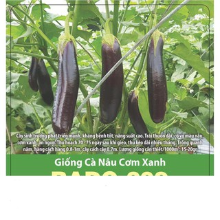 Hạt giống cà nâu cơm xanh sai trái 0.5gr