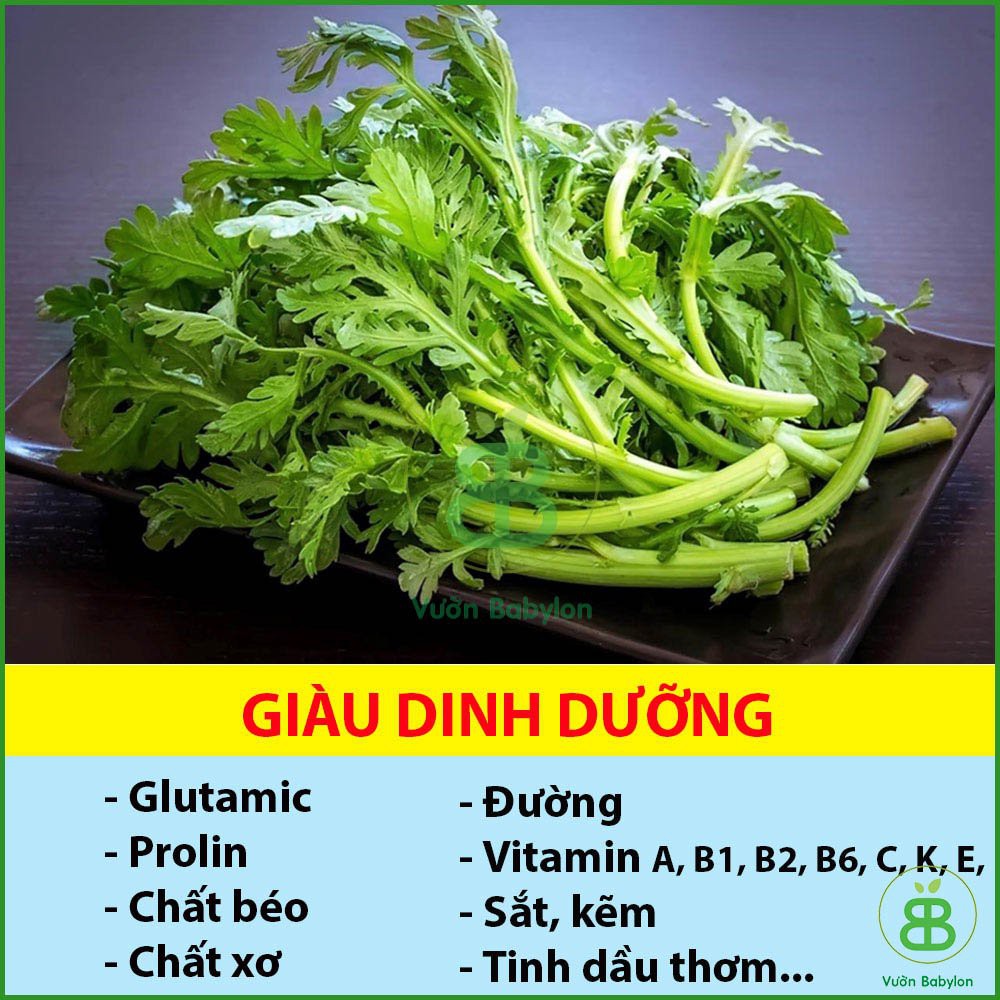 Hạt Giống Rau Tần Ô 20Gr - Hạt Giống Cải Cúc Dễ Trồng, Giàu Dinh Dưỡng