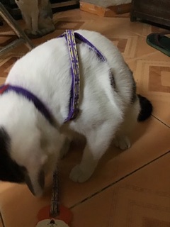 Bộ yếm và dây dắt 2 lớp nhãn thỏ