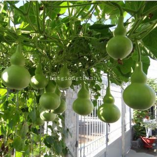 20 Hạt - BẦU HỒ LÔ               ( tặng thêm viên nén ươm hạt )