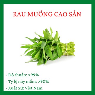 Rau Muống Lá Tre Cao Sản chịu nhiệt siêu ngọn R013