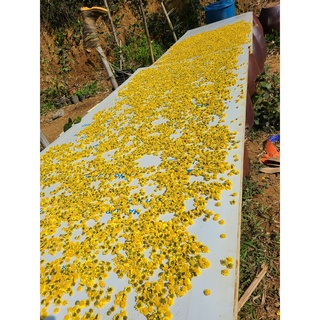 Trà hoa cúc cổ (Cúc cổ trà) Trang trại