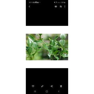 50g lá chúc An giang, làm món gà hấp lá chúc ngon mê ly