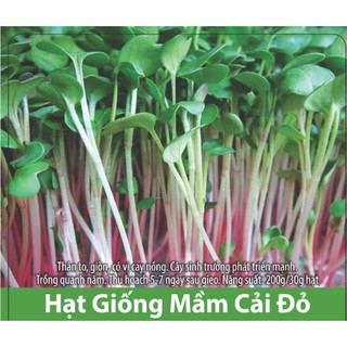 Hạt giống rau mầm củ cải đỏ giòn ngọt