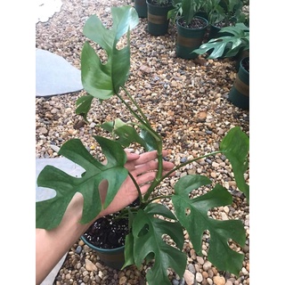Philodendron rhaphidophora- mons mini