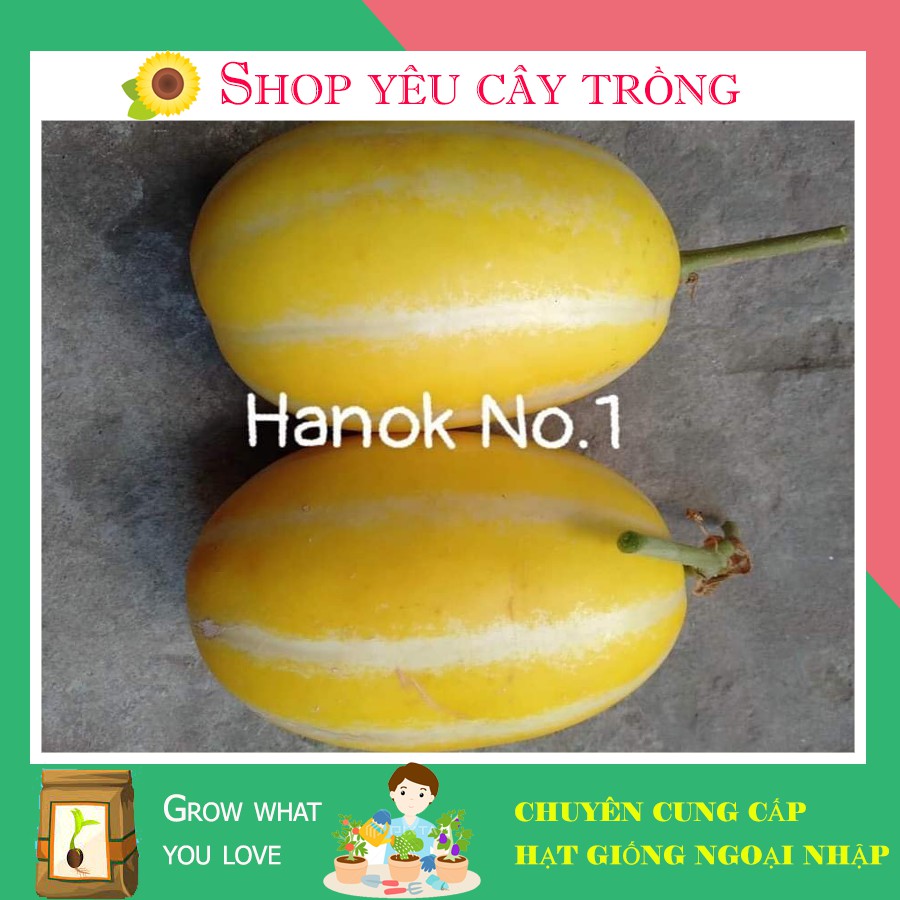 Hạt giống dưa lê hàn quốc Hanok No1 siêu ngọt thơm sai quả gói 10 hạt