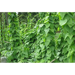 Hạt giống sương sâm lông gói 20 hạt