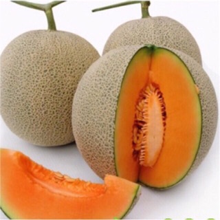 Hạt giống dưa lưới nhập khẩu, dua lươi vàng ngọt lịm (trồng cạn or thủy canh đều được)