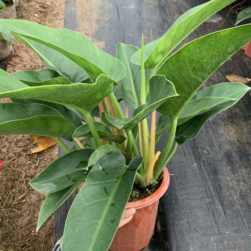 Cây trầu bà đế vương xanh cỡ to bán kính 50cm, cây phong thủy trồng trong nhà, trang trí nội thất