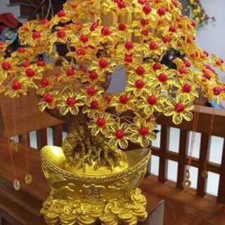 Cây kim tiền .