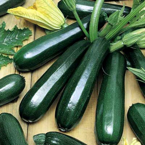 Hạt Giống Bí Ngòi Xanh F1 Loại Siêu Dễ Trồng, Dễ Chăm Sóc
