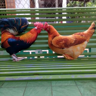 Gối ôm 3d con gà trống và gá mái 50cm