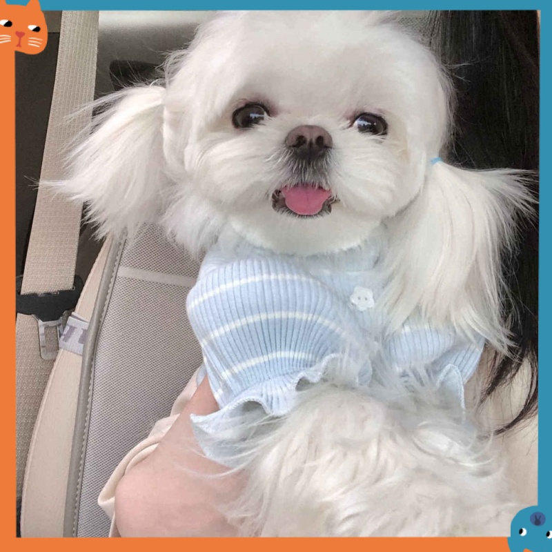 Áo Thun MùA Hè Cho Thú Cưng