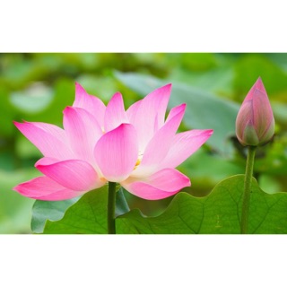 Gói 5 Hạt Giống Sen Ta