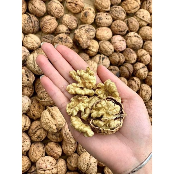 óc chó vàng nếp nhân 1kg /199k 1kg ạ