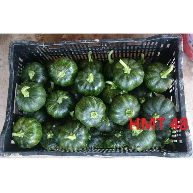 Bí ăn non lai F1 HMT 48