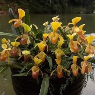 Hoa lan hài helen