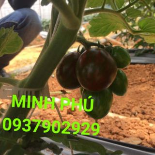 100 CÁI KẸP THÂN CỐ ĐỊNH DÂY.