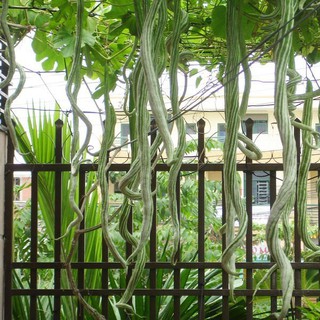 Hạt giống mướp rắn giá rẻ