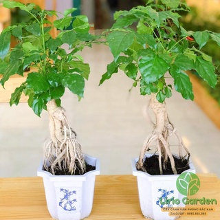 [ Quà Tặng Kèm ] Cây hạnh phúc bonsai