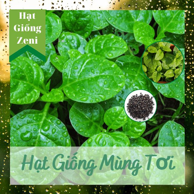 Hạt Giống Mồng Tơi Xanh (Mùng Tơi) Lá To, Hạt Giống Zeni Z00011