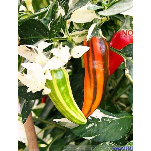 10h ớt cầu vồng mix, giàu vitamin, đạt năng suất cao