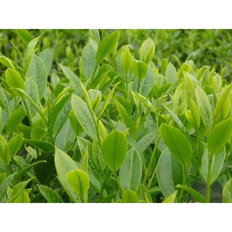 Chè sạch Thái nguyên