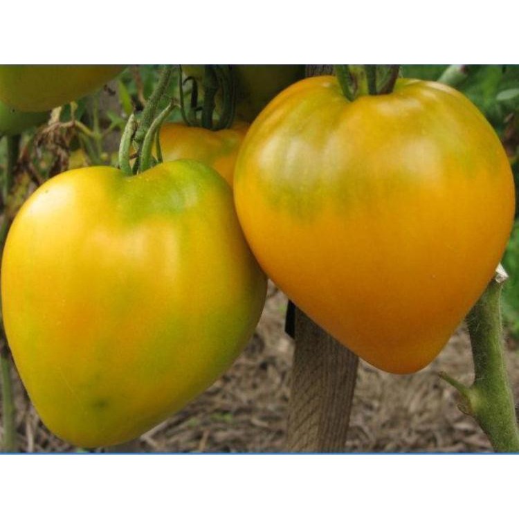 HẠT GIỐNG CÀ CHUA TRÁI TIM VÀNG - GÓI 0,2 GRAM