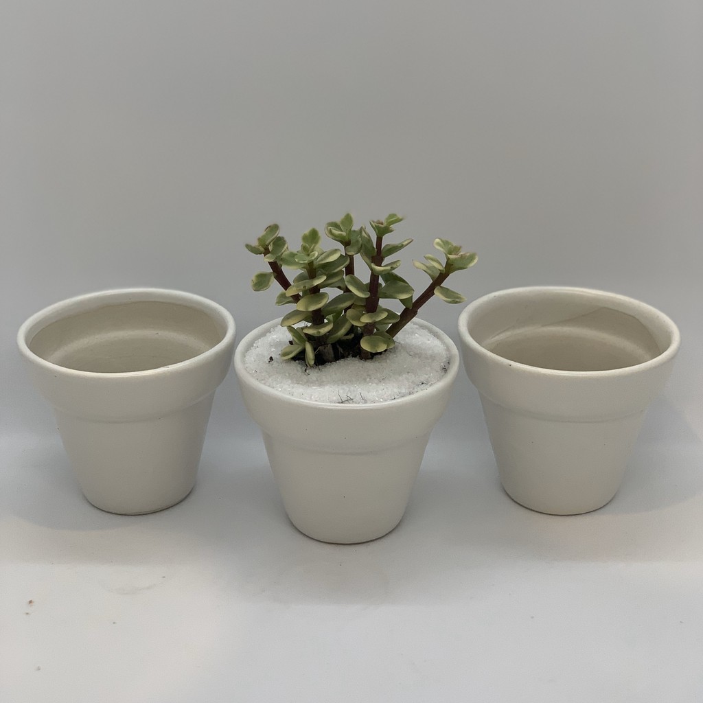 (THANH LÝ) Chậu Gốm Sứ Bát Tràng - 7x7x7 Cm - Trồng Cây Cảnh Mini Để Bàn, Sen Đá, Xương Rồng - Trắng - Trôn Ốc