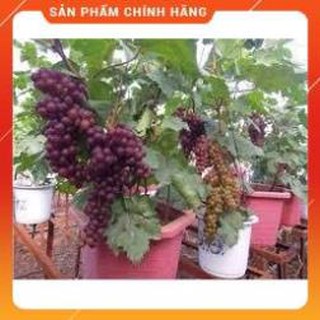 Hạt giống nho pháp lùn lucky seeds